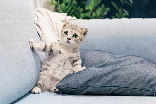 The best guide for buying sofa for small room